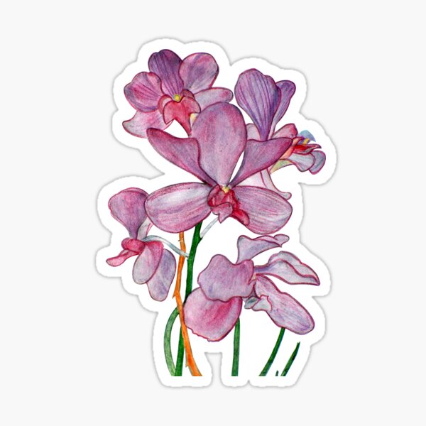 Tropical Pink Ochid Flowers Sticker