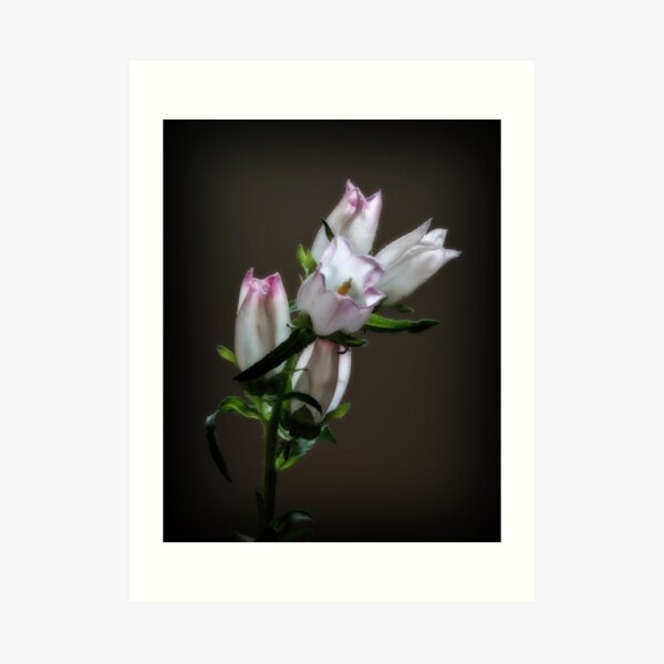 Flowers Art Print