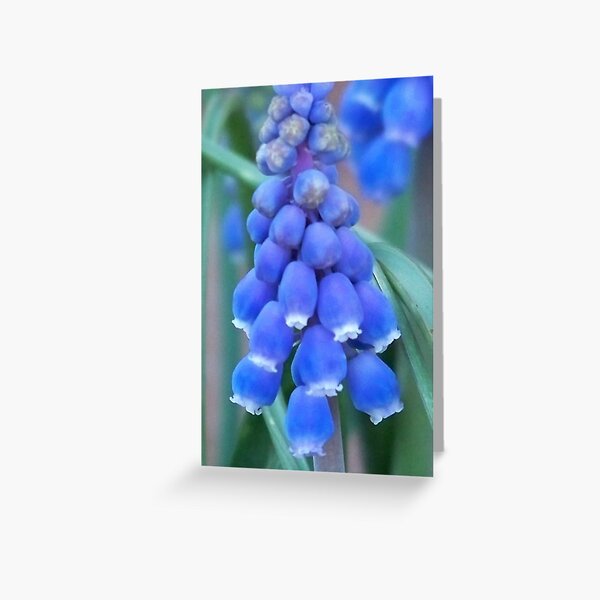 Bells of Blue Greeting Card
