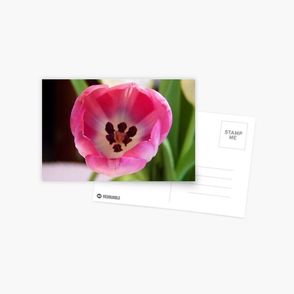 Pink Postcard