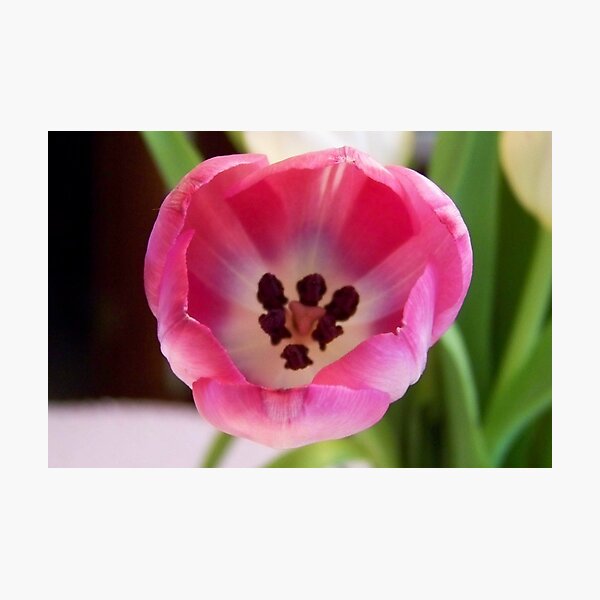 Pink Photographic Print