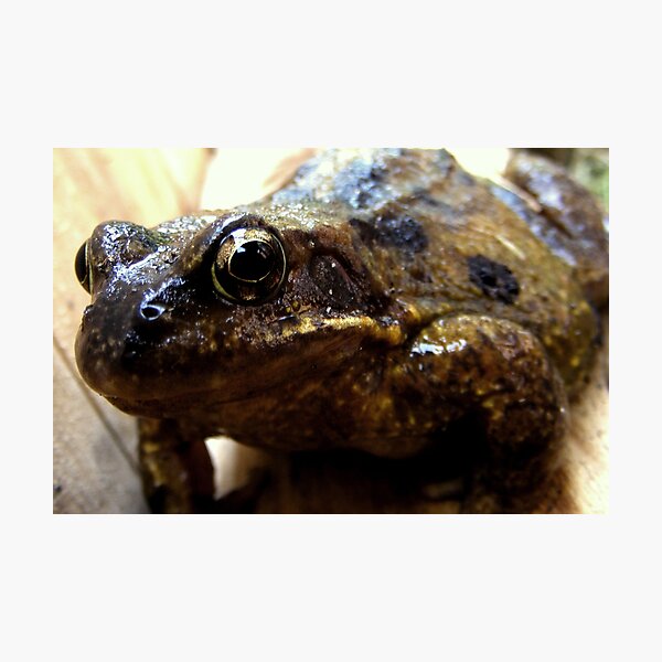 Item preview, Frog designed and sold by ElsT.