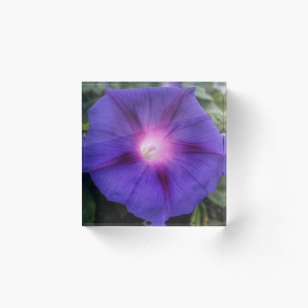 Morning Glory flower Acrylic Block
