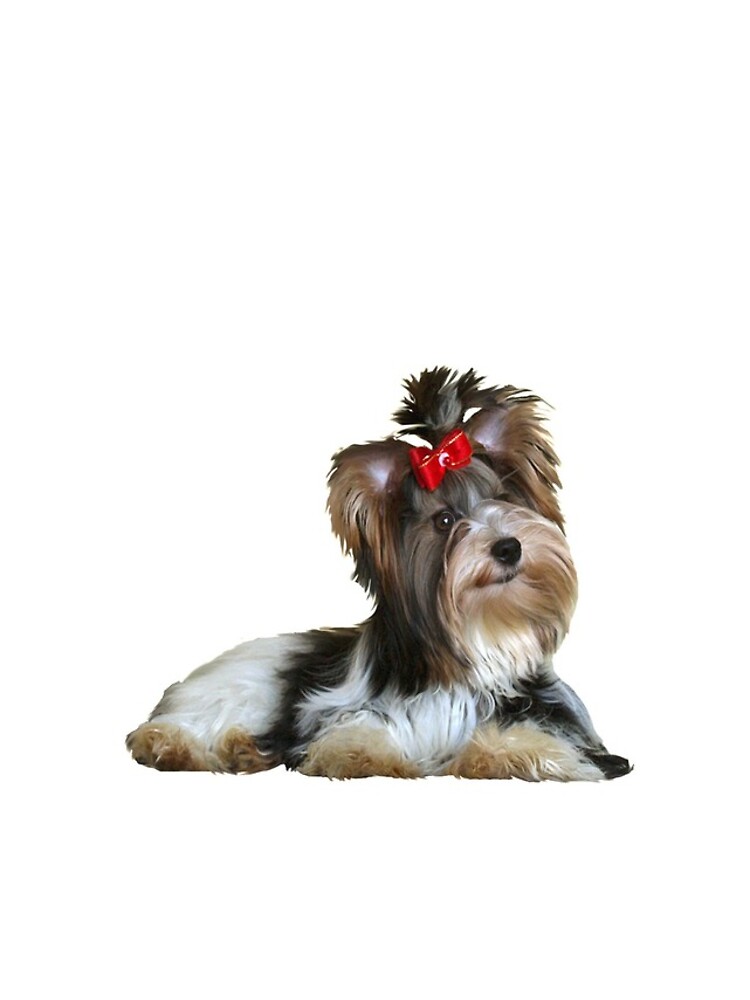 Yorkshire Terrier (Biewer - lying down) by JeanBFitzgerald