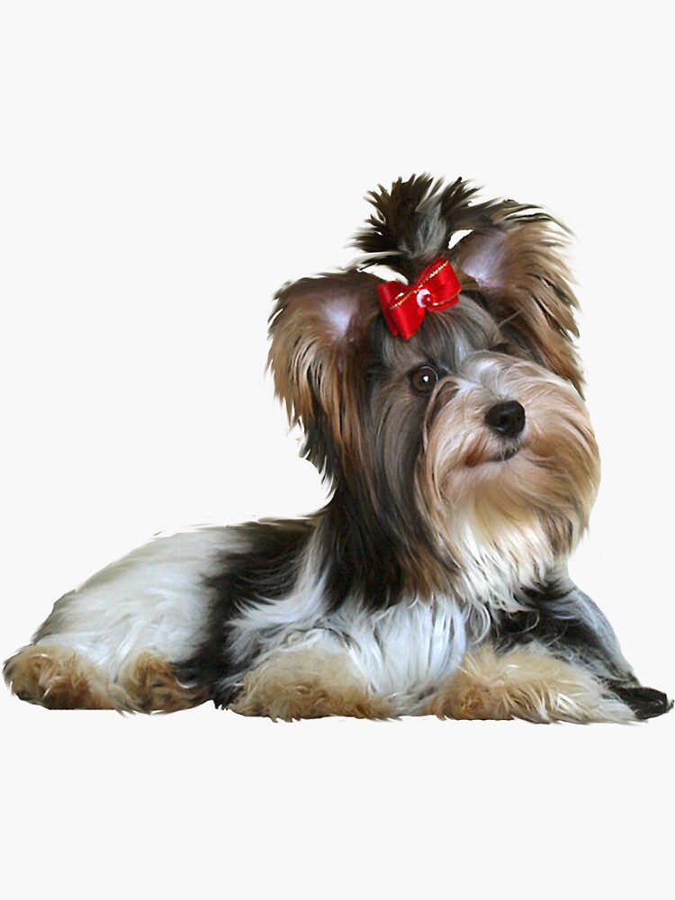 Yorkshire Terrier (Biewer - lying down) by JeanBFitzgerald