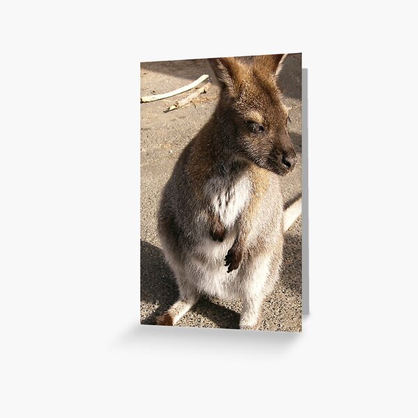 Wallaby encounter Greeting Card