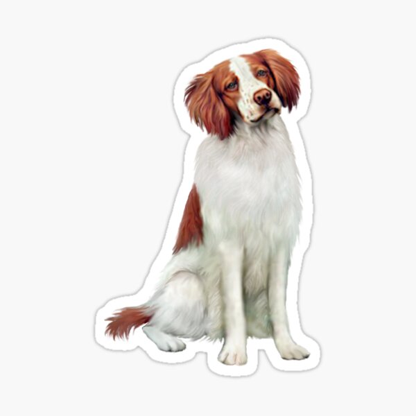 Brittany Spaniel Sticker