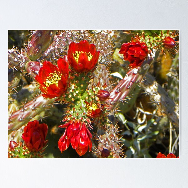 Item preview, Cholla Cactus in Bloom designed and sold by gcampbell.