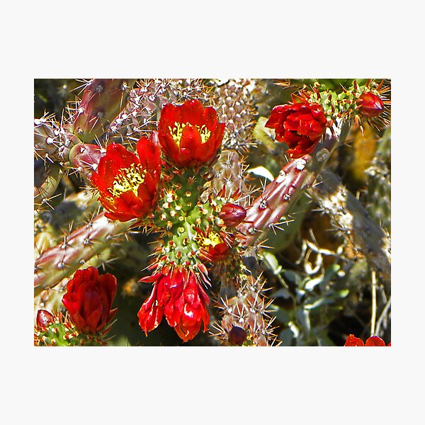 Item preview, Cholla Cactus in Bloom designed and sold by gcampbell.