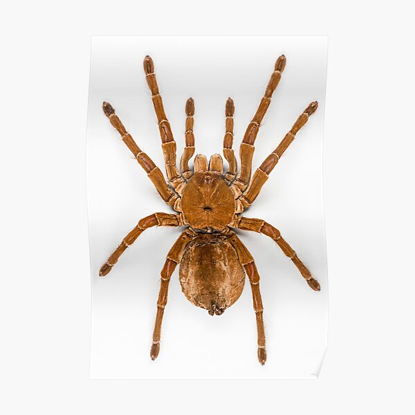 Goliath birdeater (Theraphosa blondi) Poster