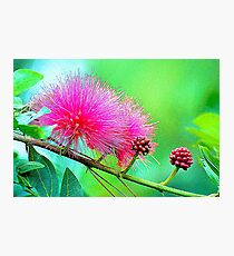 Bottle Brush Photographic Print