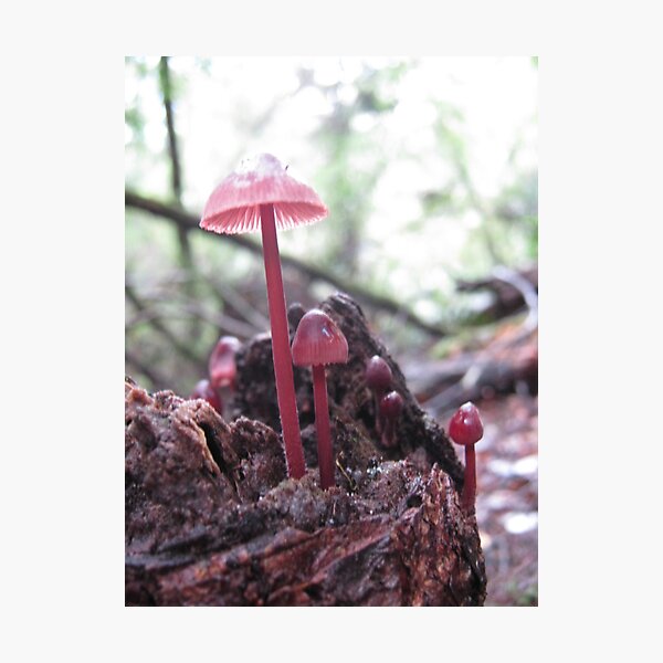 Item preview, Red Mycena species. designed and sold by LillyDigi.