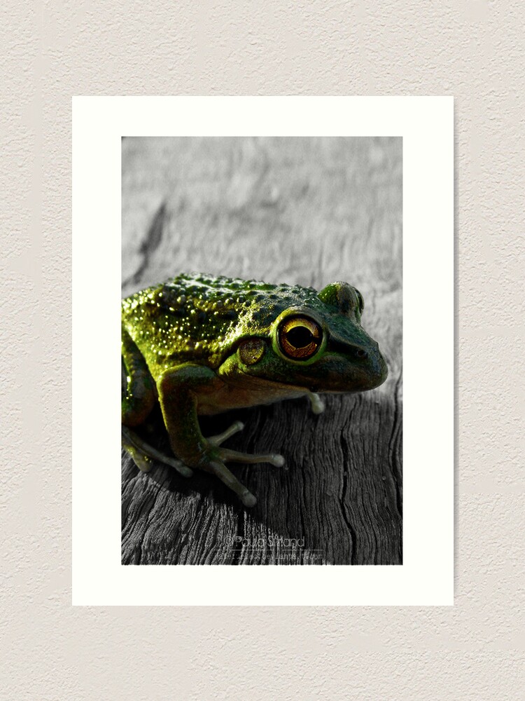 Thumbnail 1 von 3, Kunstdruck, Froggle Rocks designt und verkauft von Gozza.