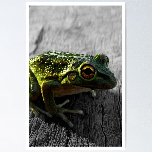 Artikelvorschau, Froggle Rocks entworfen und verkauft von Gozza.