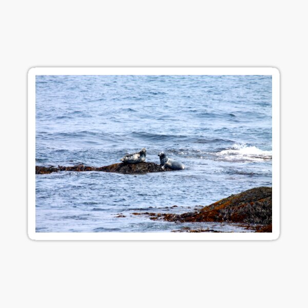 Item preview, Seals On Rocky Shores designed and sold by Totallyalive.