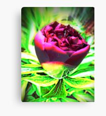 Bold Beauty of the Rose Canvas Print