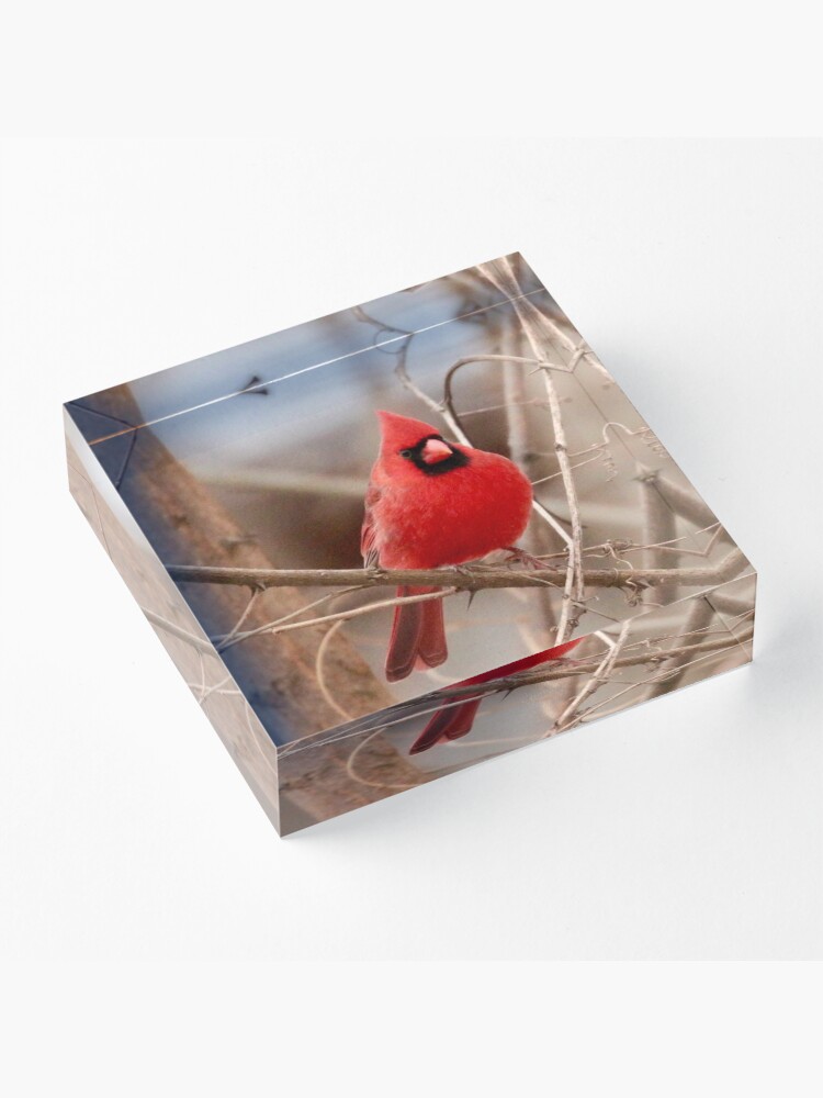 Alternate view of Red Cardinal Acrylic Block