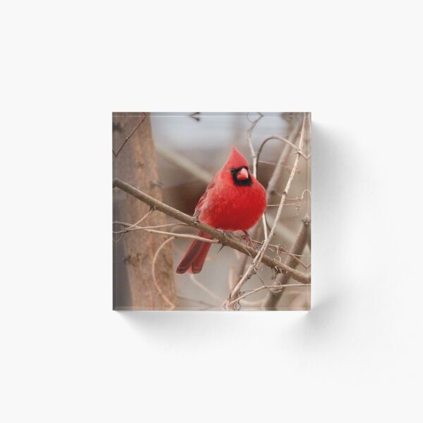 Red Cardinal Acrylic Block
