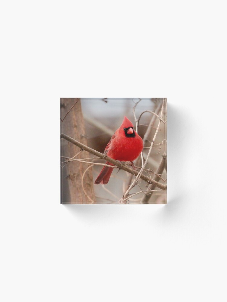 Alternate view of Red Cardinal Acrylic Block