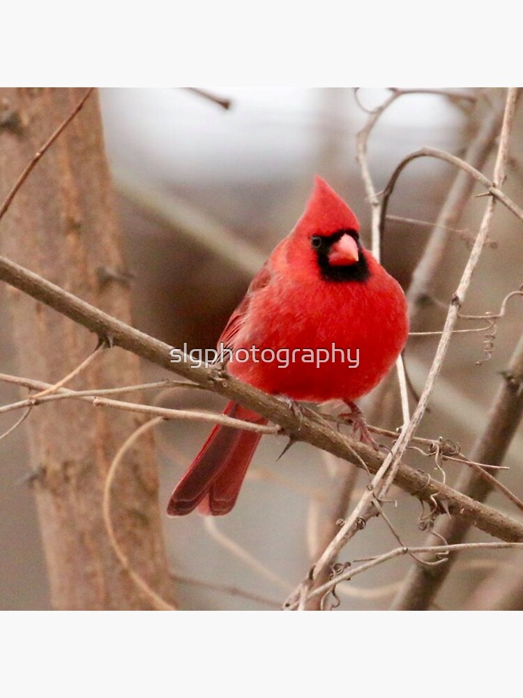 Red Cardinal by slgphotography