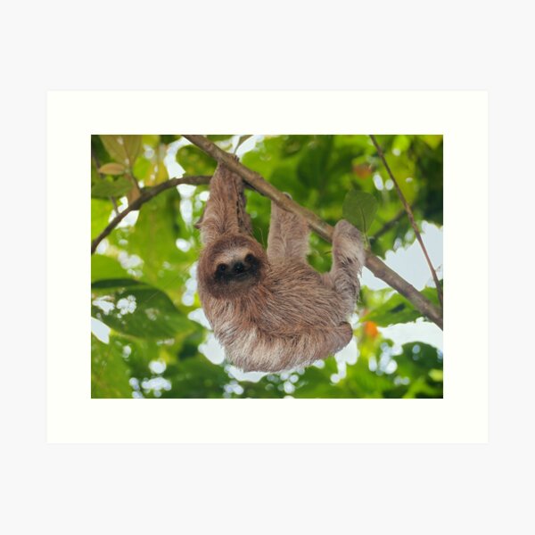 Brown Throated Art Prints For Sale | Redbubble