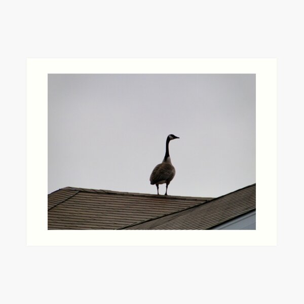 Housesitting Art Print