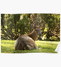 not a yard ornament Poster