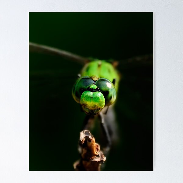 Item preview, Dragonfly designed and sold by PaulWilkinson.