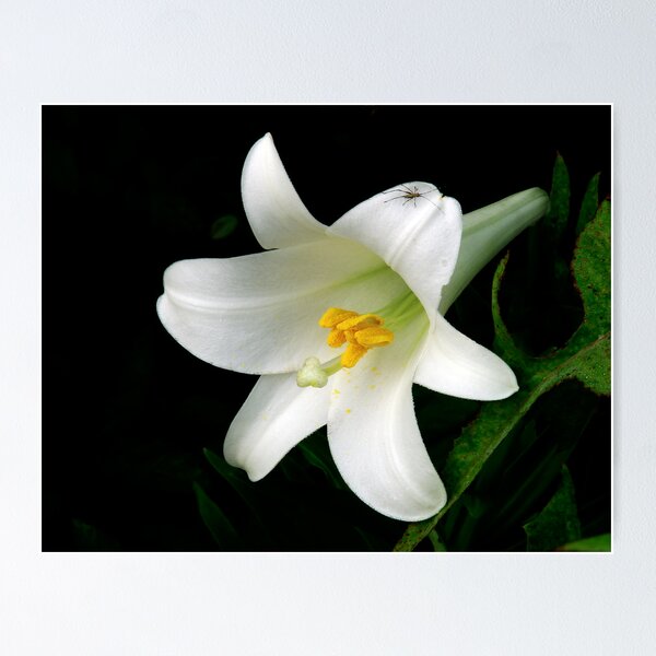 Item preview, Lily designed and sold by PaulWilkinson.