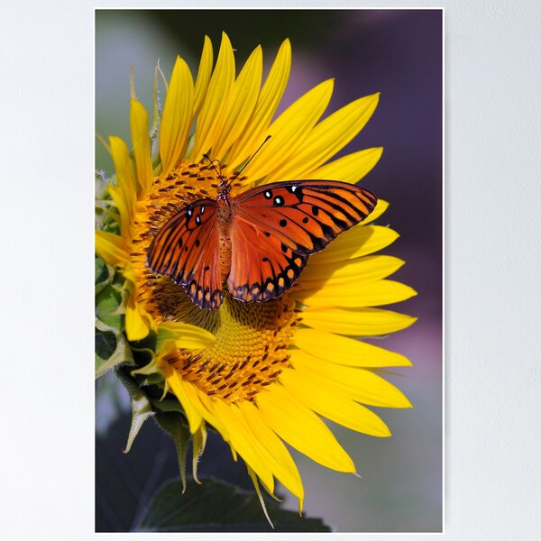 Item preview, Butterfly with Sunflower designed and sold by PaulWilkinson.