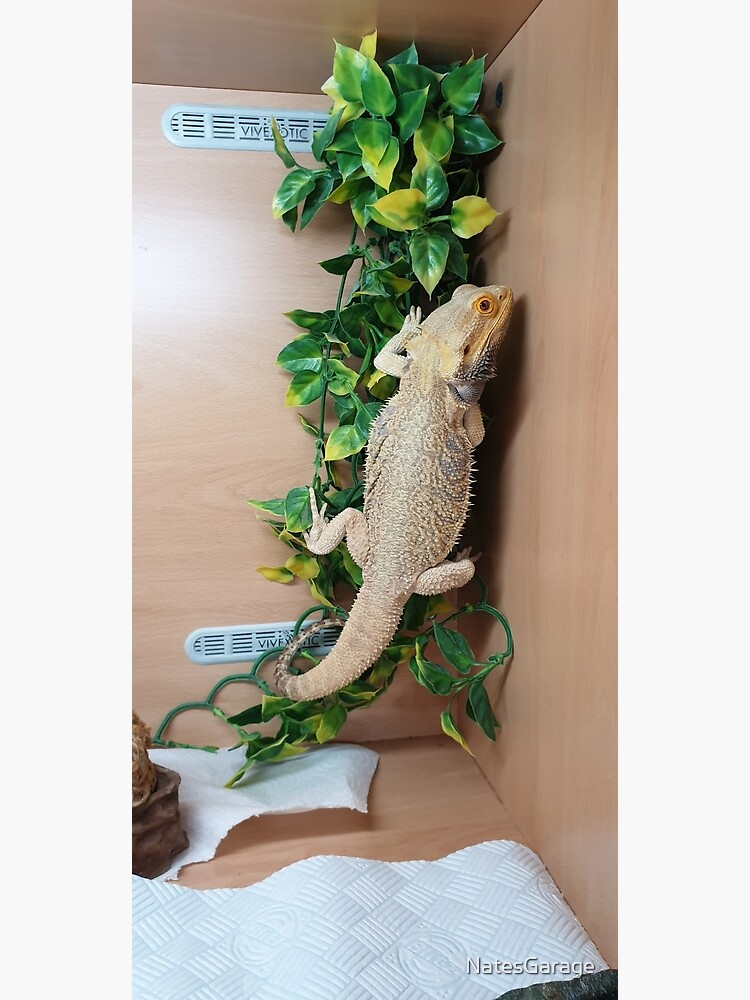 "Climbing Bearded Dragon" Poster by NatesGarage Redbubble