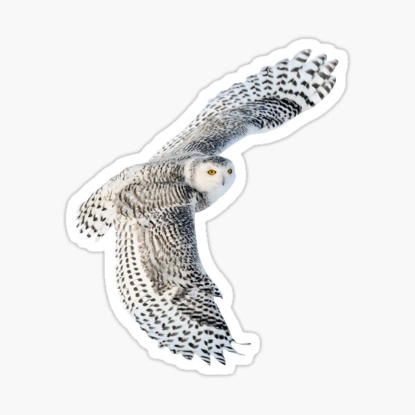 Snowy Owl Sticker