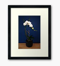 Orchid Framed Print