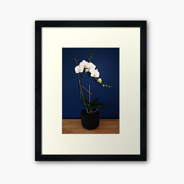 Orchid Framed Art Print