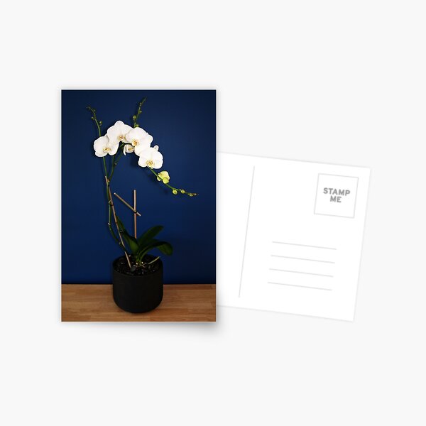 Orchid Postcard