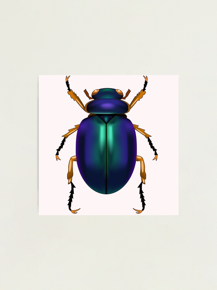 Scarab online large print