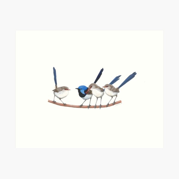 Item preview, Variegated Fairy-wrens designed and sold by LouiseApril.