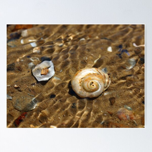Item preview, Shell Beach #2 designed and sold by Aileen David.