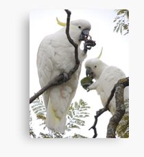 Sulfur-crested cockatoos - Snack time Canvas Print
