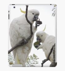 Sulfur-crested cockatoos - Snack time iPad Case/Skin