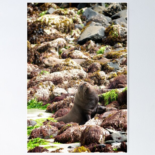 Item preview, Seal in disguise  designed and sold by Duncan Macfarlane.