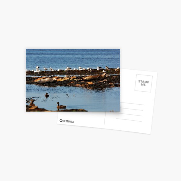 Item preview, SEAL ROCKS designed and sold by andrewsaxton.