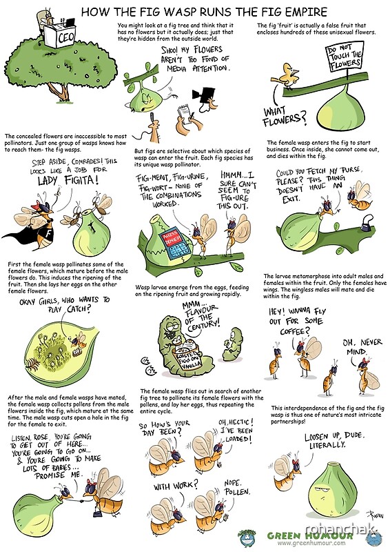 "How the fig wasp runs the fig empire" by rohanchak Redbubble