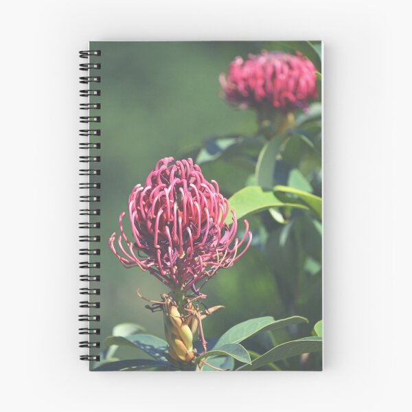 Item preview, Australian Native Shady Lady Waratah designed and sold by Cloudlingpics.