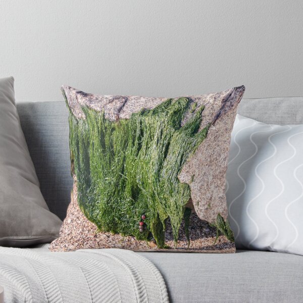 Item preview, Green algae attached to the stone at low tide to the sea shore closeup designed and sold by EG Creativity Art.