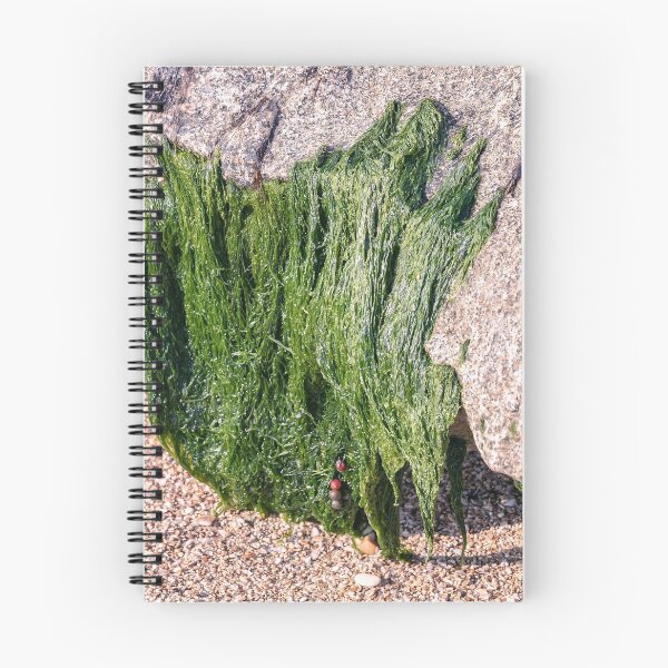 Item preview, Green algae attached to the stone at low tide to the sea shore closeup designed and sold by EG Creativity Art.