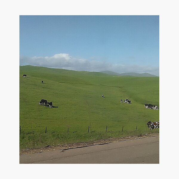 Item preview, Cow Pasture designed and sold by SA-Photos.