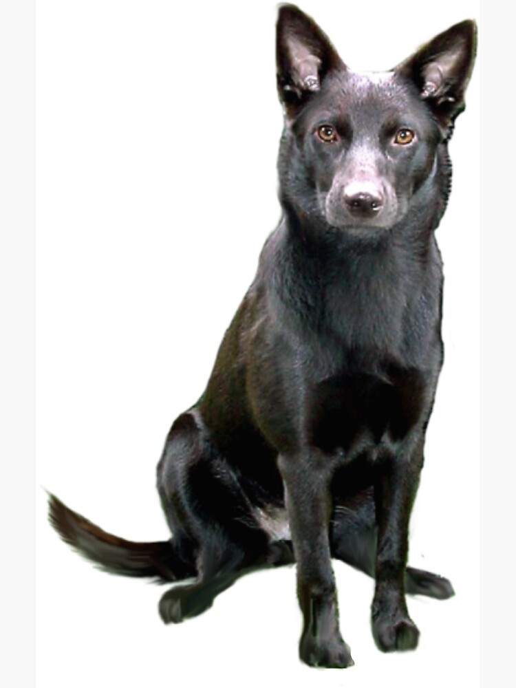 Australian Kelpie by JeanBFitzgerald