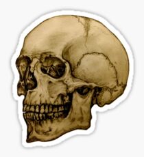 Anatomical Adult Skull Sticker