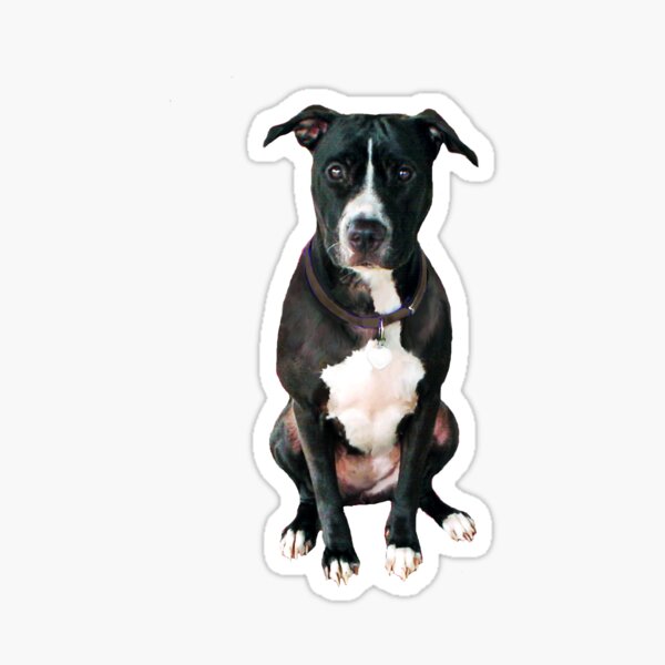 Item preview, Pit Bull (American) - black-white designed and sold by JeanBFitzgerald.